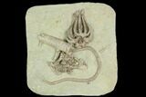 Three Crinoids (Agaricocrinus, Gilbertsocrinus & Taxocrinus) - Indiana #122992-1